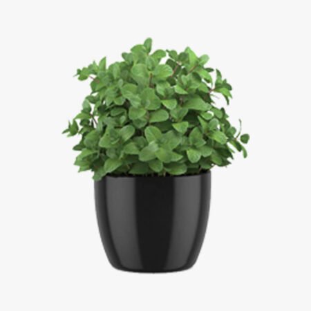Mint in a pot